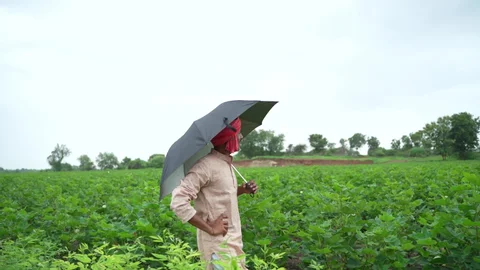 “Farmer in Jhunjhunu walking through farmland under light rainfall during monsoon forecast period”