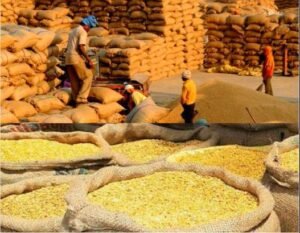 झुंझुनूं मंडी में मूंग और मसूर की तौल होती हुई – 8 जुलाई 2025